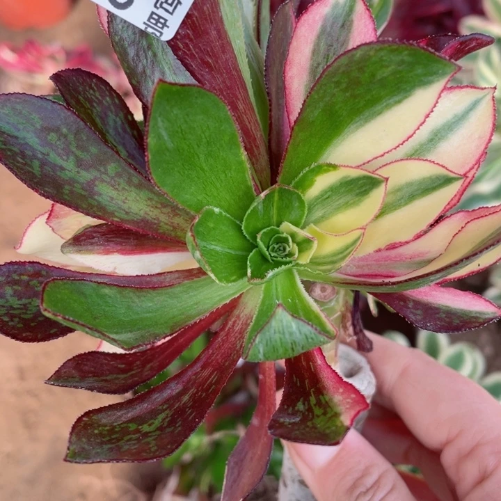 822魅影七彩嫁接多肉12345678