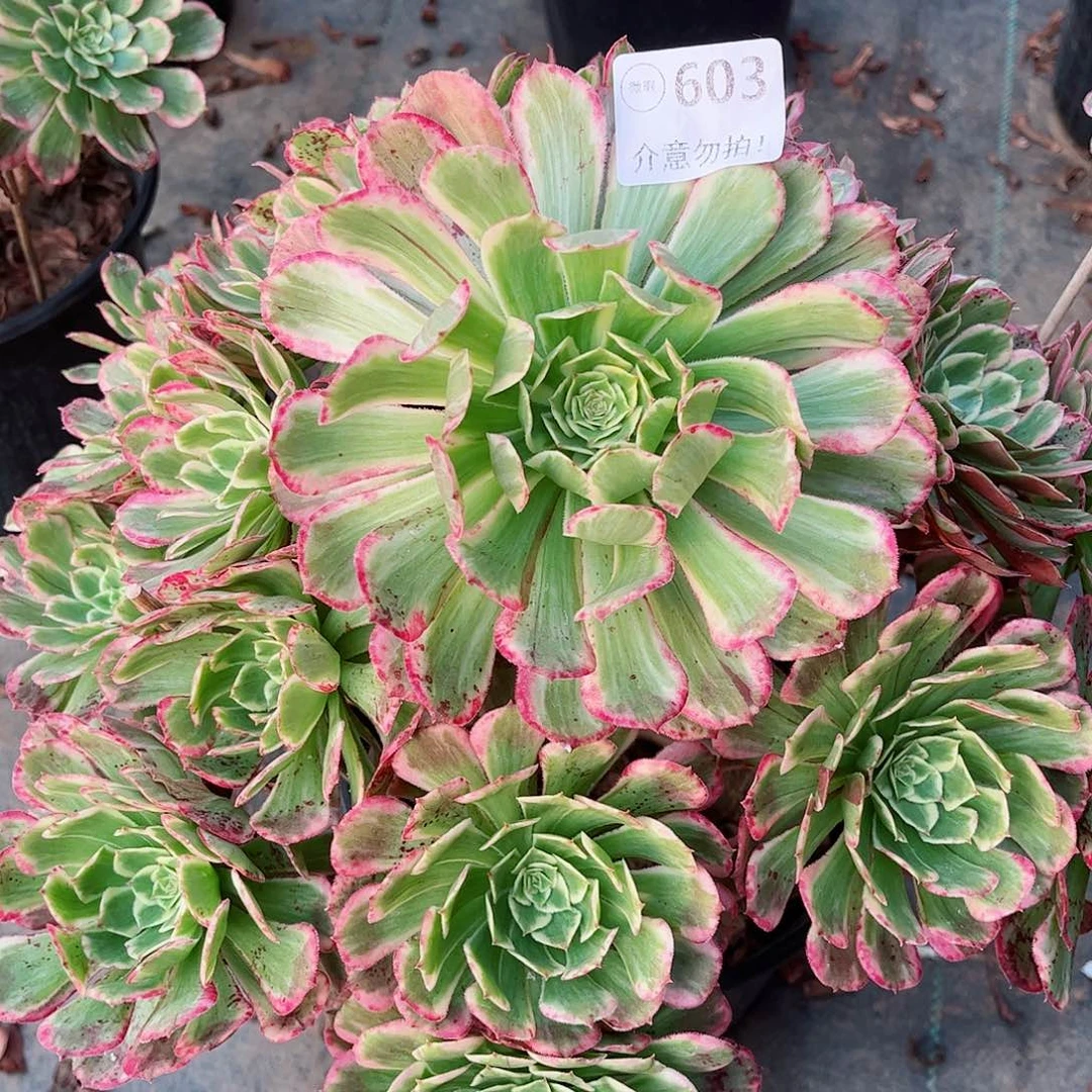 无花朵多肉植物603