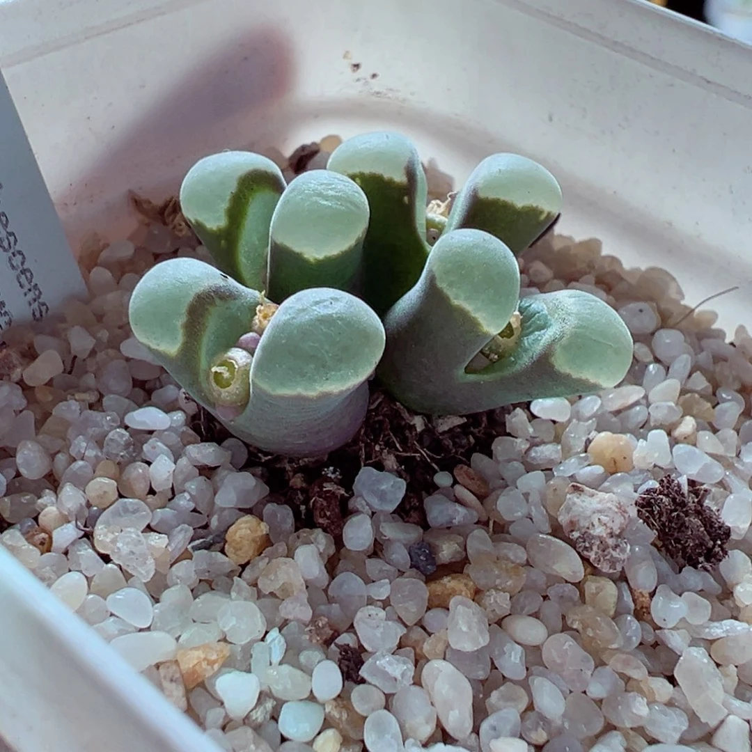 1216-418绒面极窗风铃