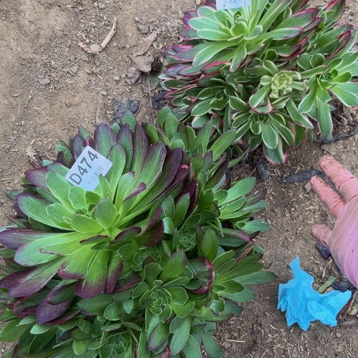 474万花筒10米量多肉法师不包断枝