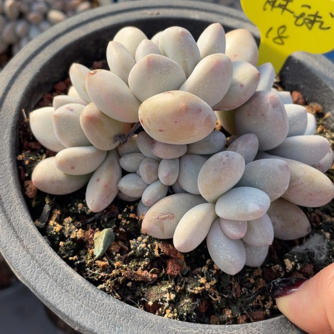 麻*奶酪体香水一个群生多肉18