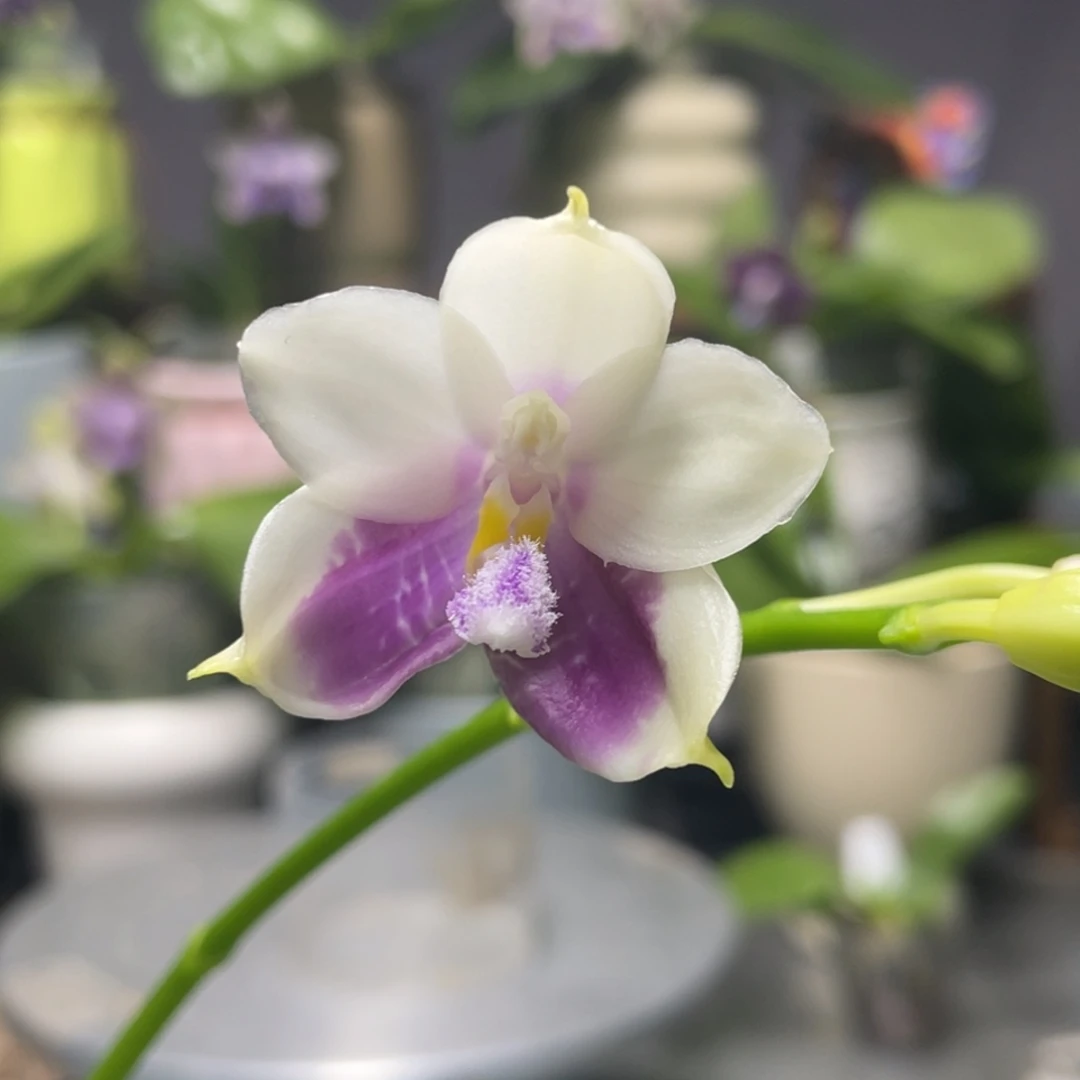 完全开放咖啡盾交蓝孔雀