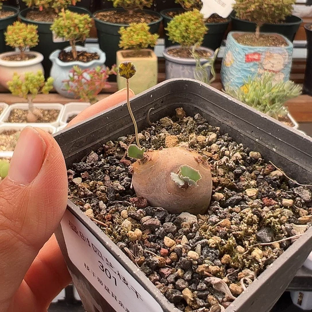 301号格➕12.5多肉