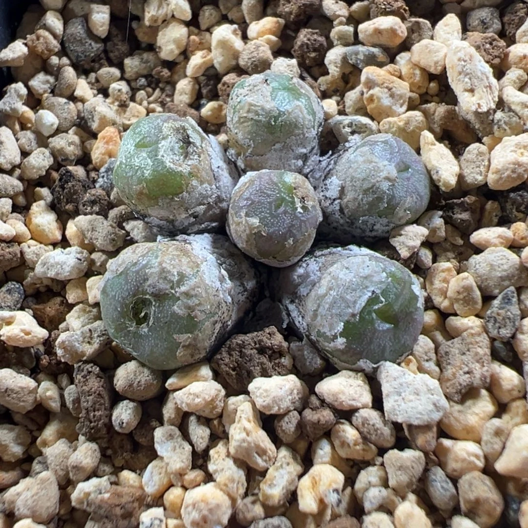 10-154肉锥多肉植物