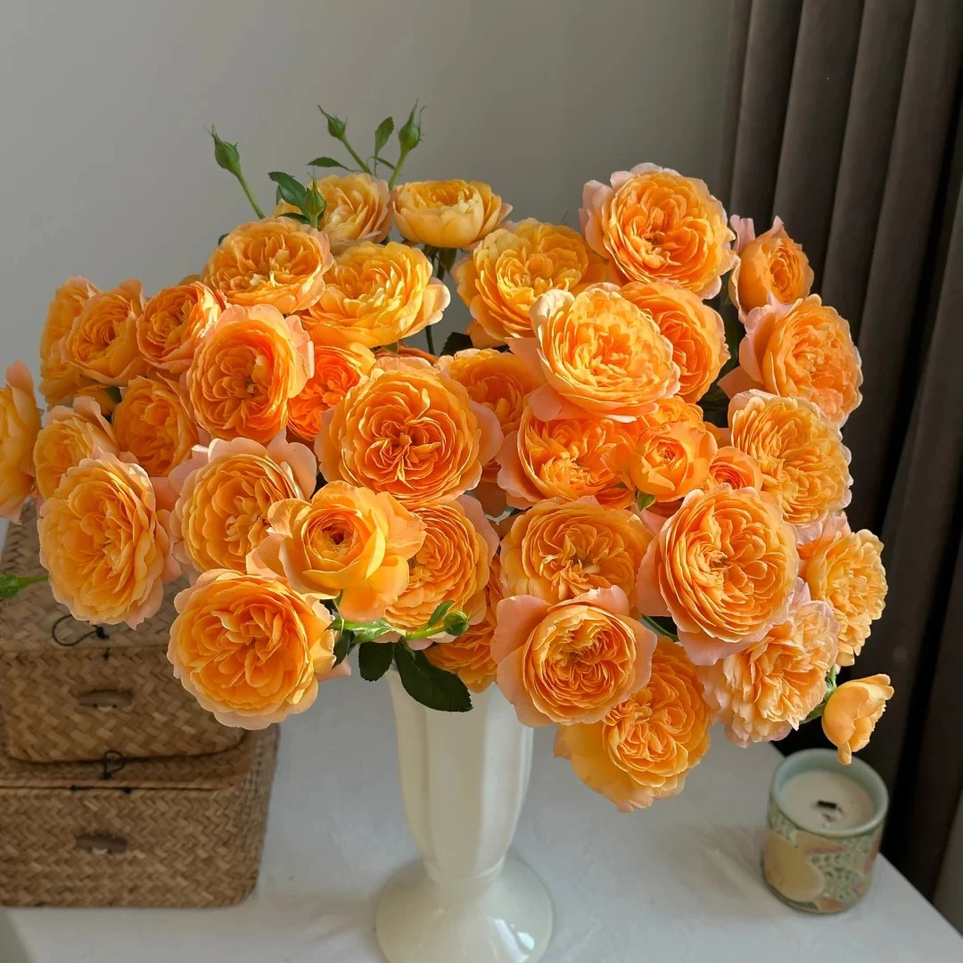 云花巷#多头玫瑰【果汁阳台】高品质鲜切花云南基地直采顺丰直发