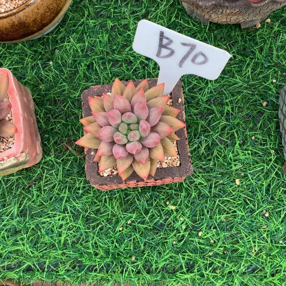 V***V水晶球多肉植物的