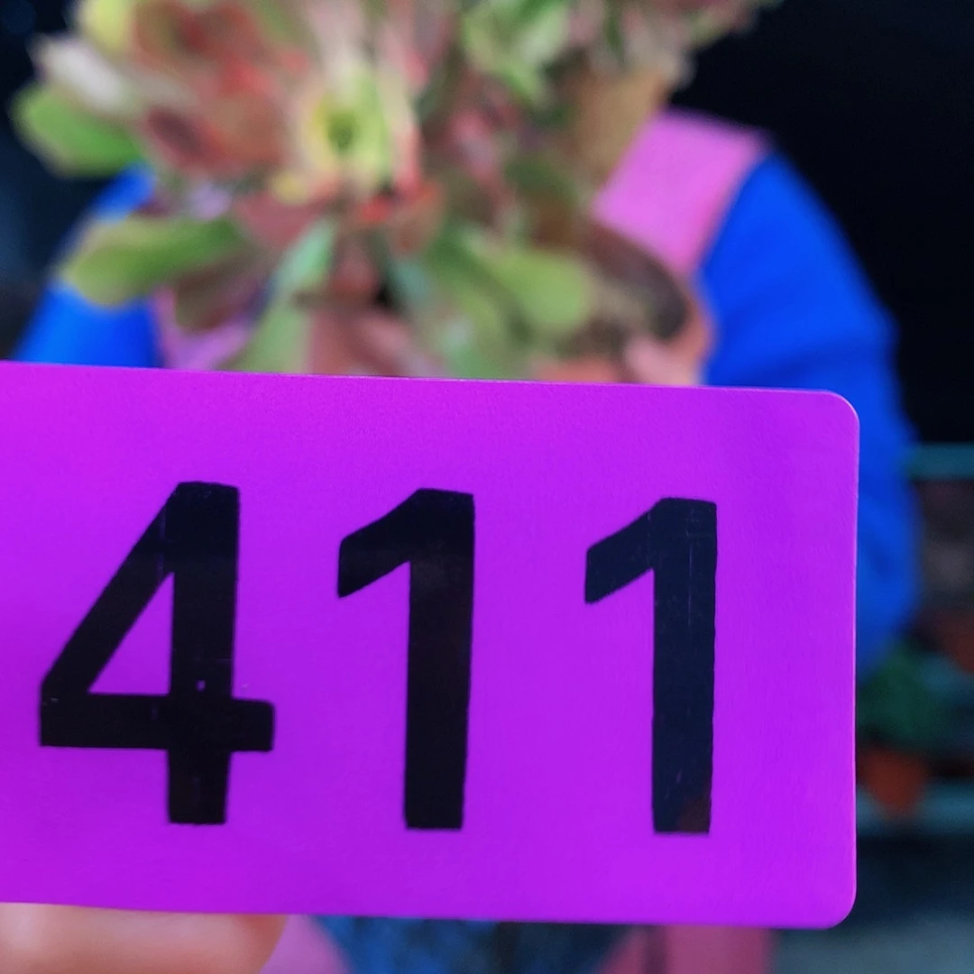 ssssssssssssssssss411