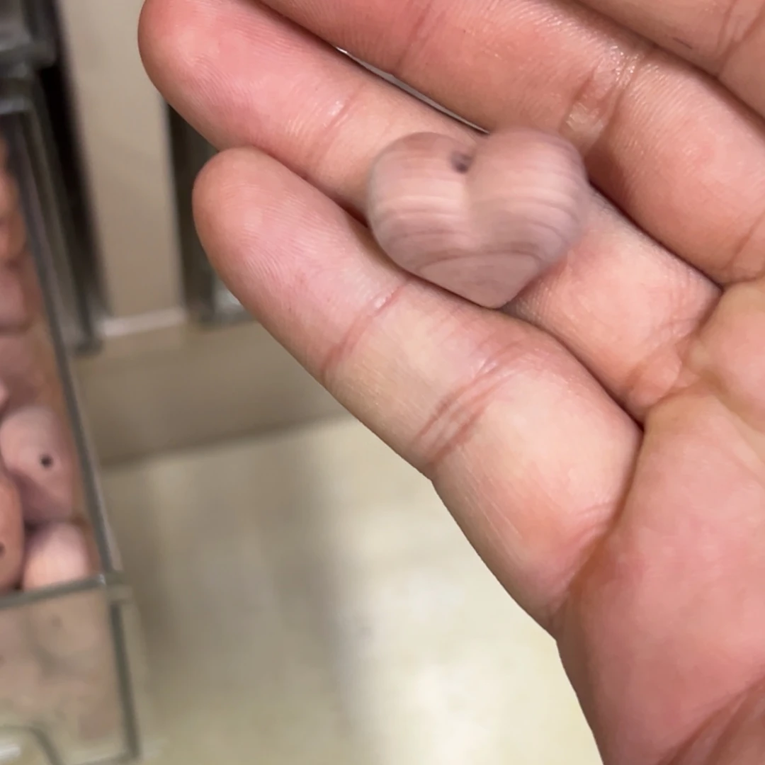 破布木（黄金檀）无事牌