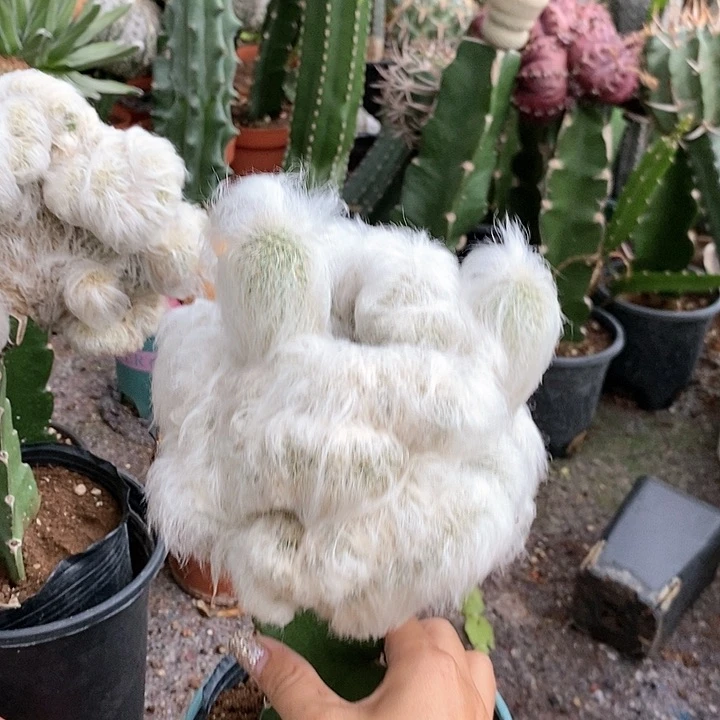 花花草草花花草草