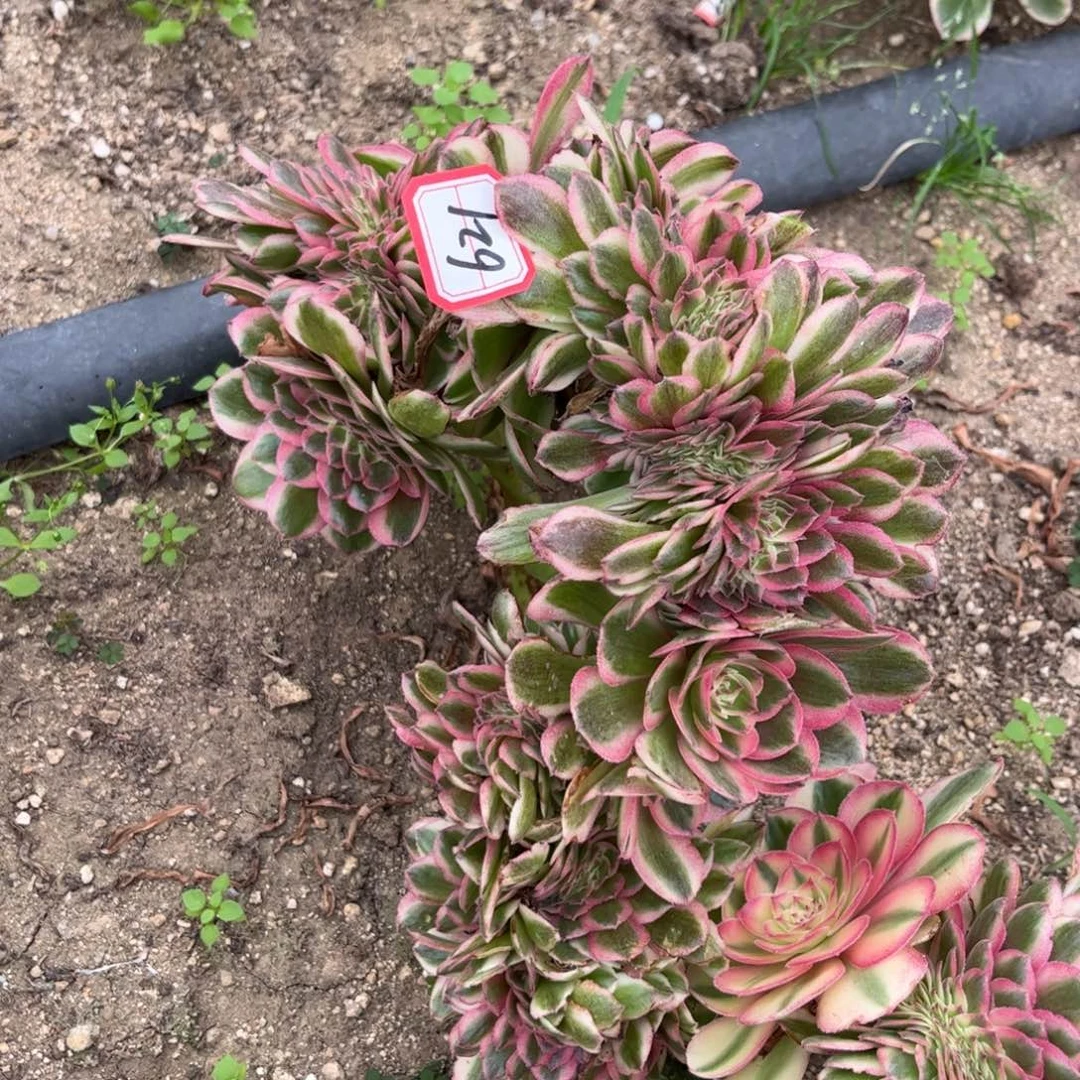621多肉植物荔枝缀化