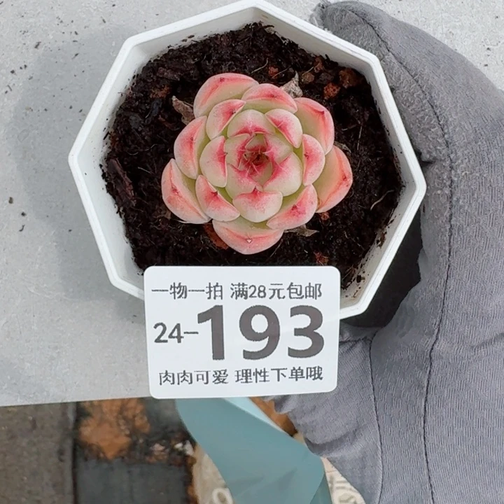 勾魂仙子无盆土发货无盆土