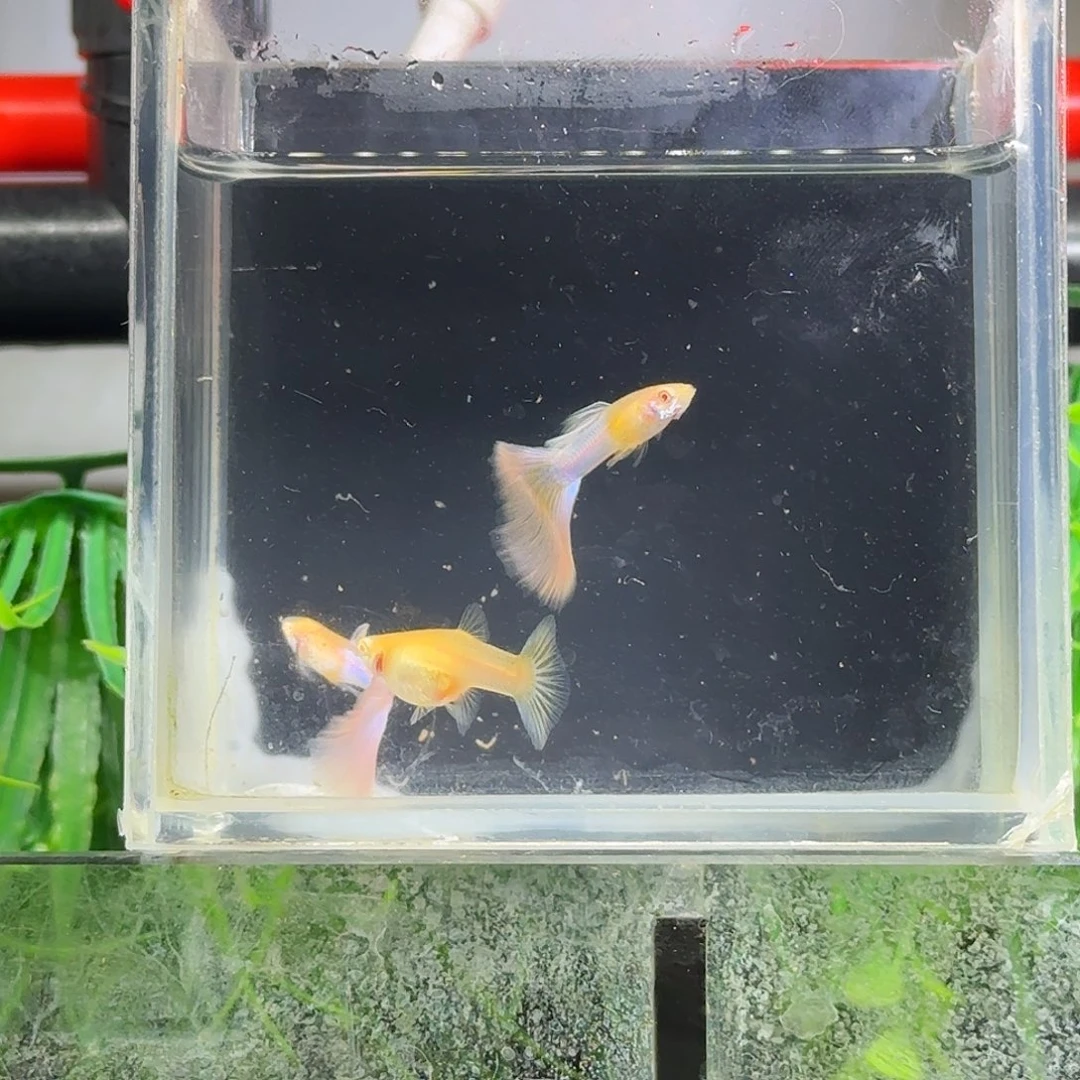 孔雀鱼天使彩虹两公一母