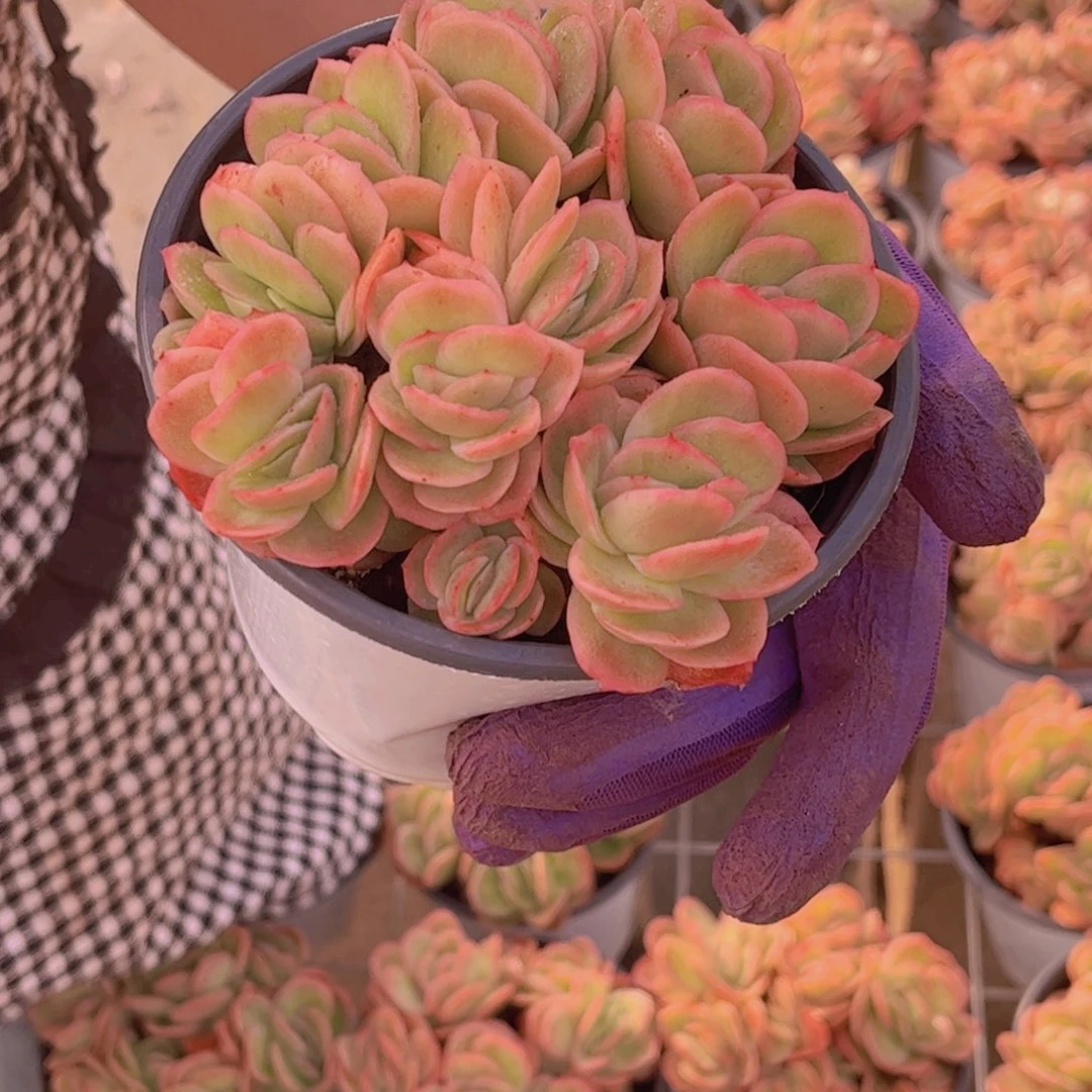 冰玫瑰锦一单包邮19.99