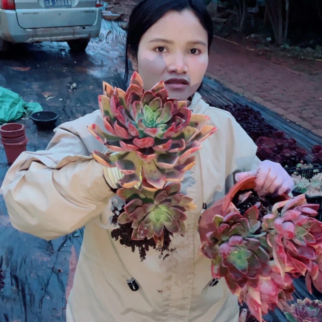 蔷*琼斯一颗带土球发货