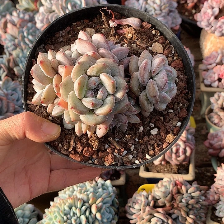 星影多肉哈哈哈哈3