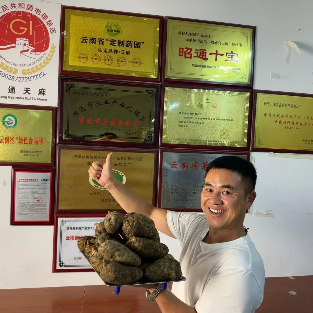 【试吃尝鲜装】云南昭通小草坝高山仿野生种植乌天麻带土发货天麻