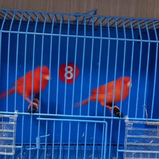 长***虎皮鹦鹉虎皮鹦鹉大红袍一母