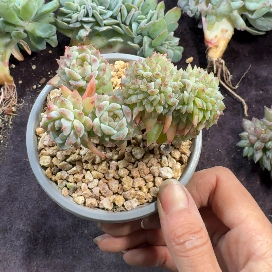 冰魄缀化一物一拍