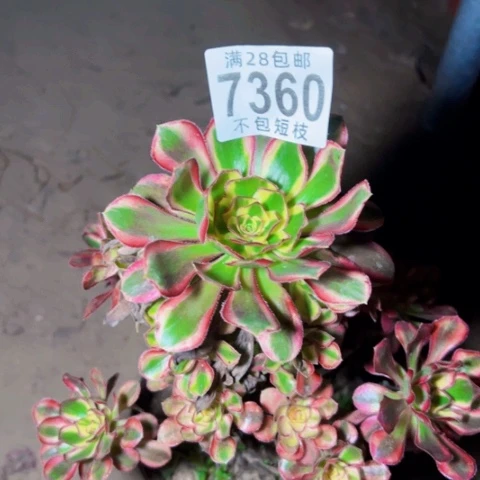 冰淇淋多肉植物法师7360