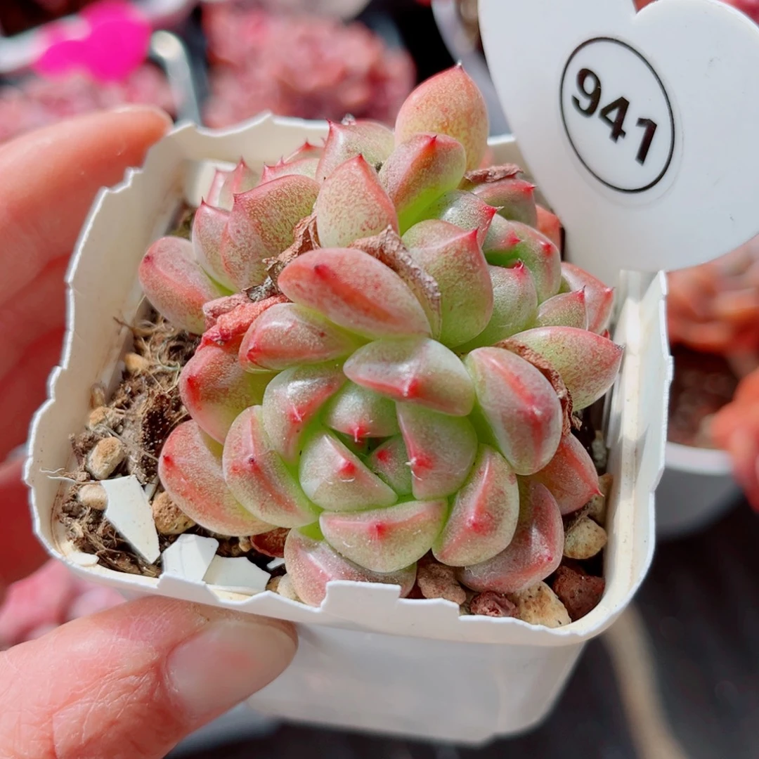 小***西941号小老桩珍妮群