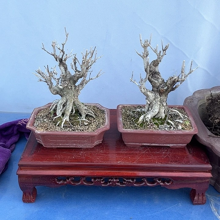 -****7盆景植物石榴2颗