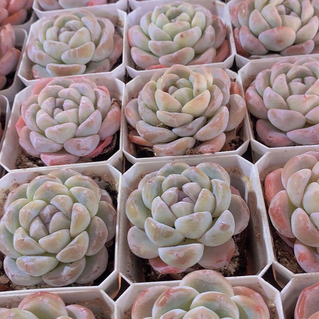 冰玉245778999000000