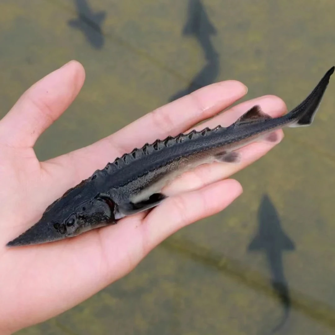 寻龙鱼苗 渔场直发 生态养殖