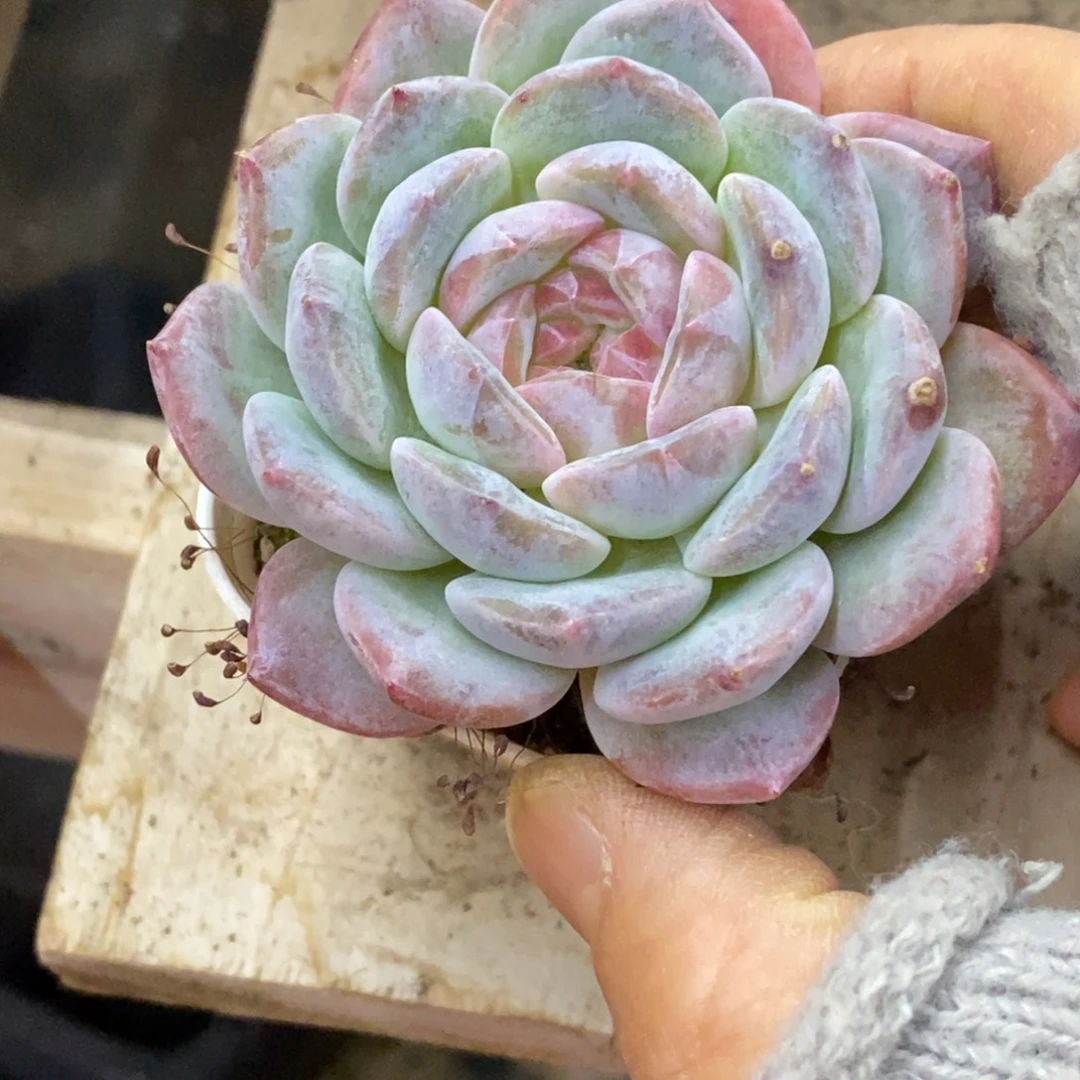 精品多肉一物拍不包整138