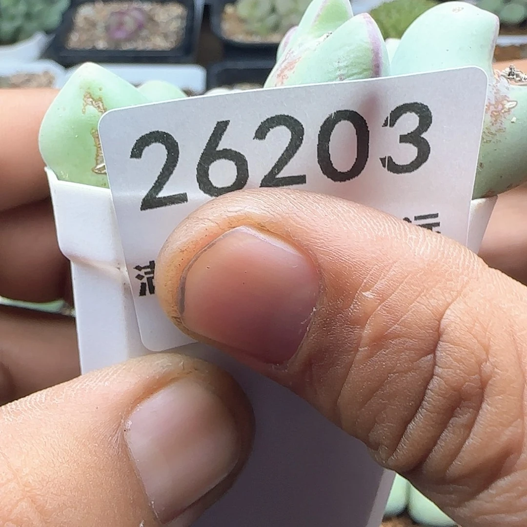 j****1脱土28包邮26203