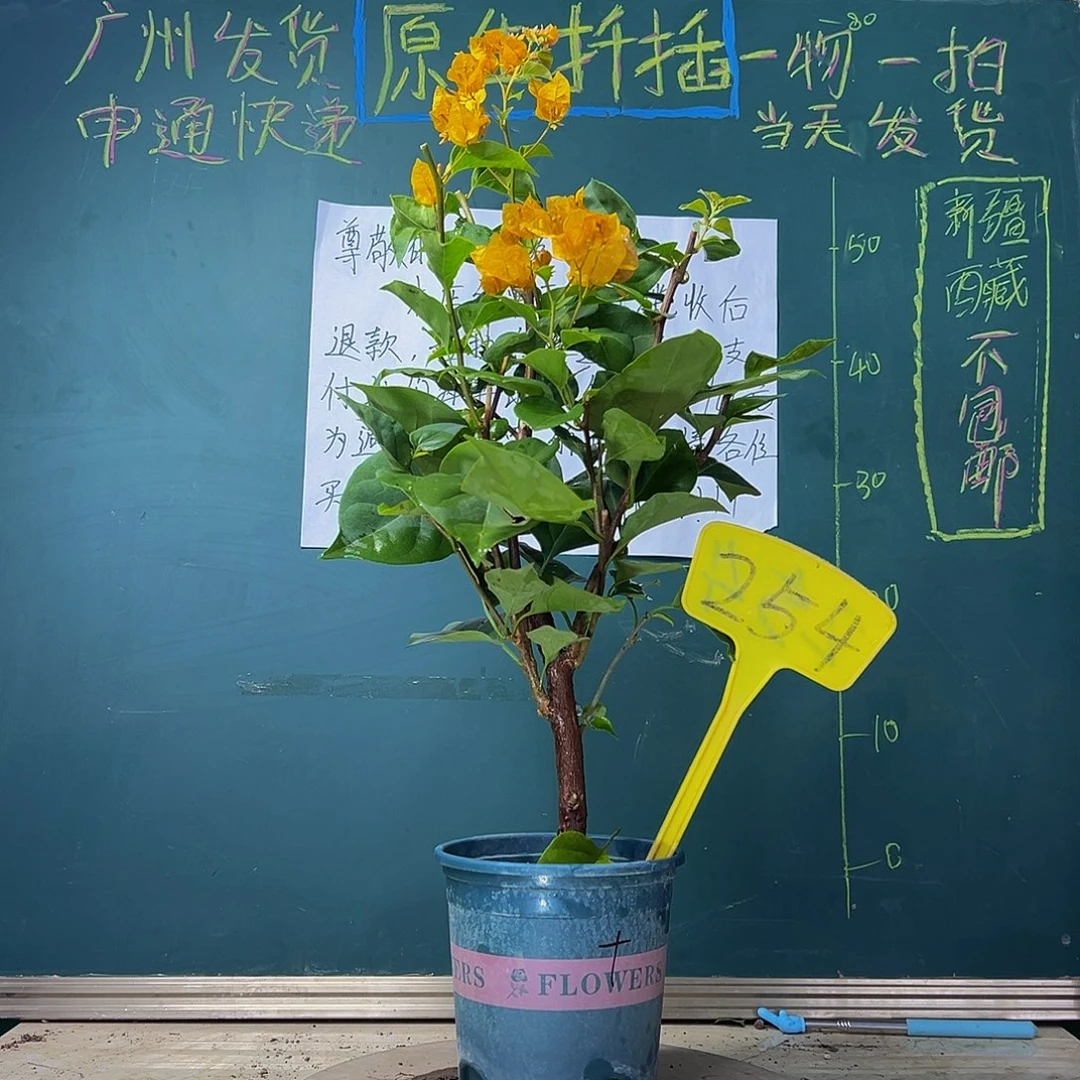 当前无花栽培后可以开花   加州黄金  254