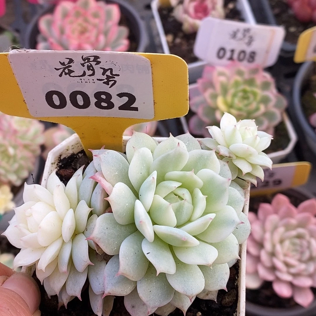 082群生哈哈哈哈是