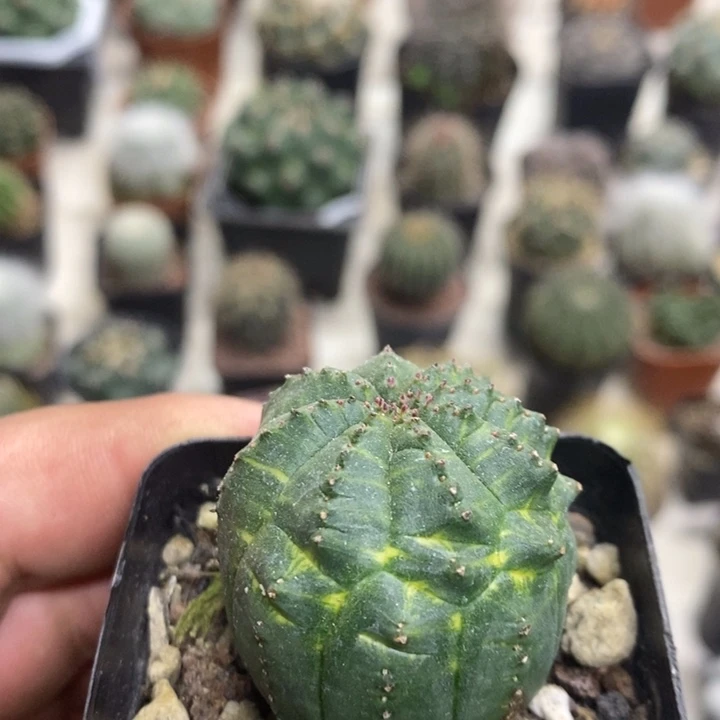 泰布锦特价福利特价