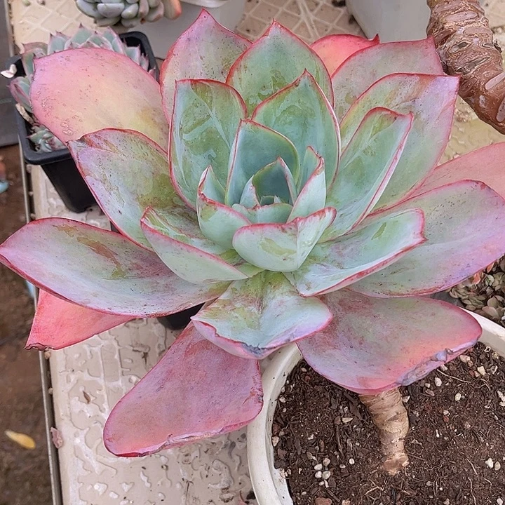 肯尼迪1061多肉植物