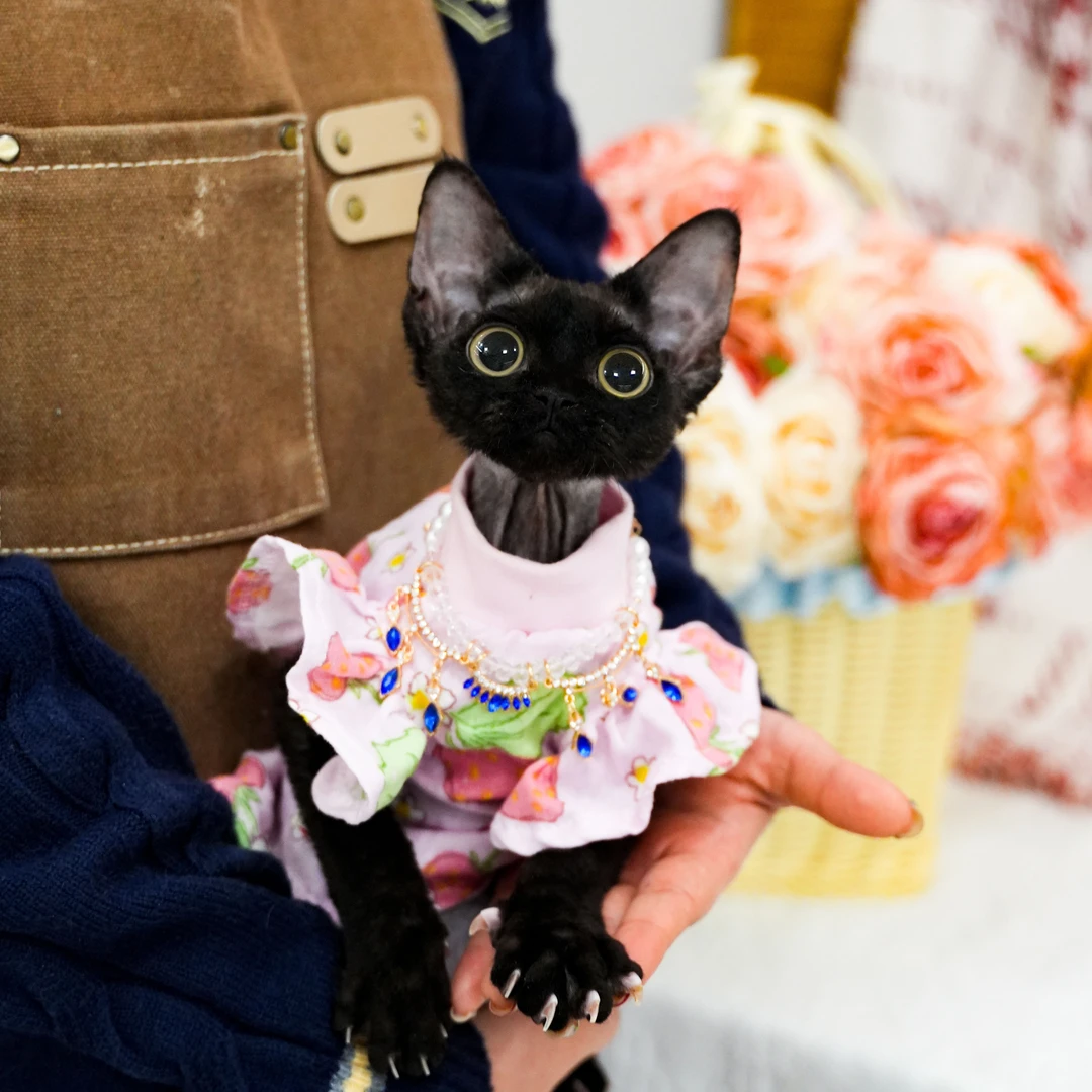 纯黑色德文宠物弟弟 米卡 全款6800