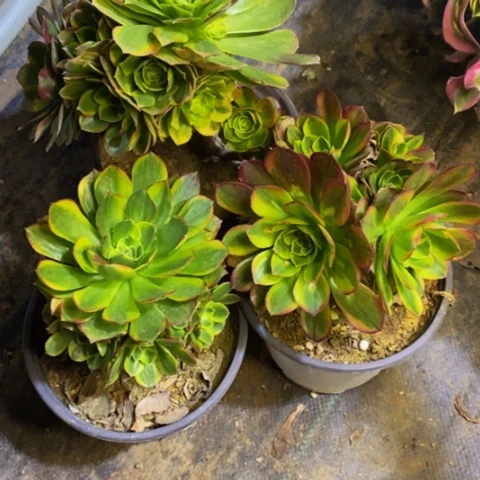 3盆处理不包掉头多肉5281