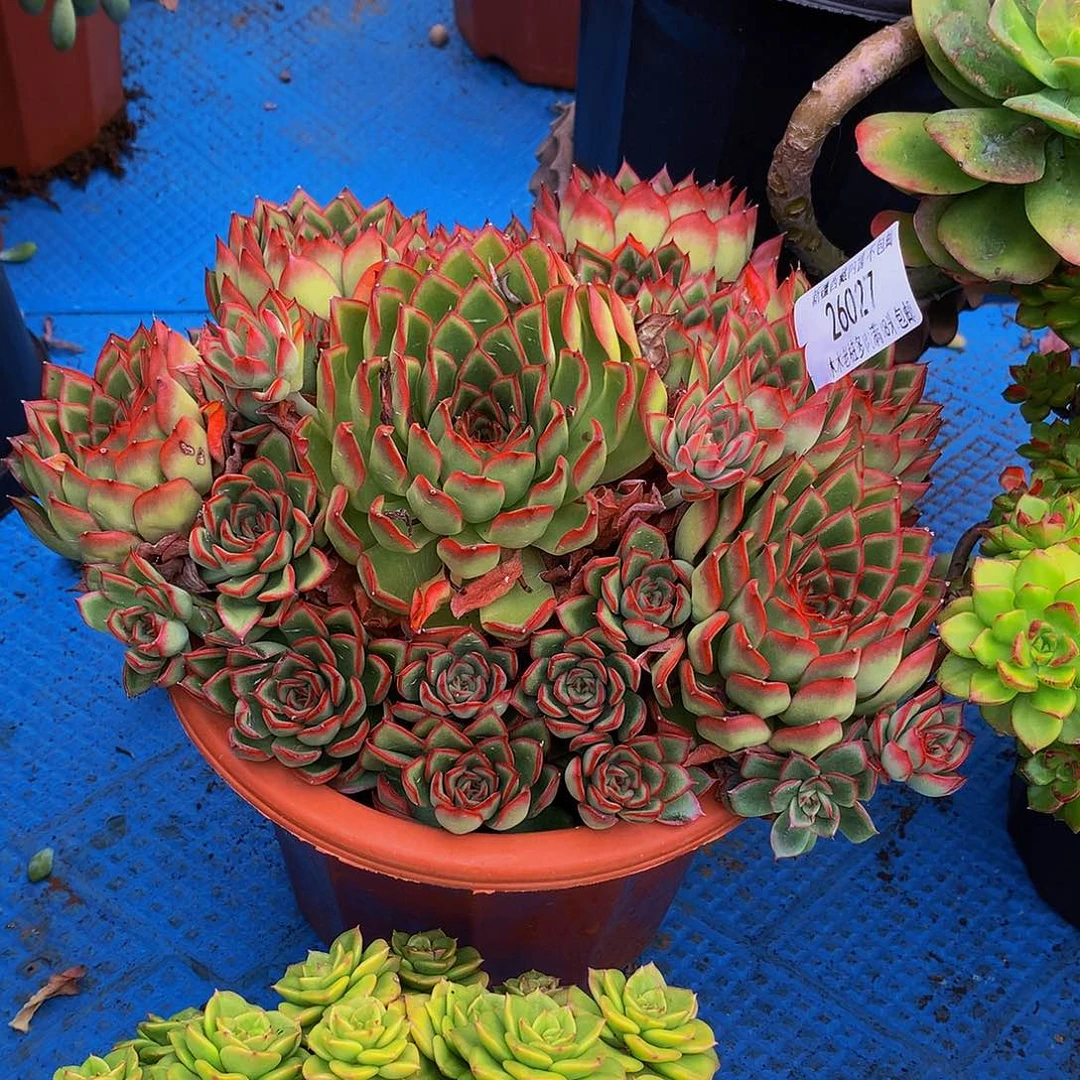 敏***咡    萤火虫多肉26027