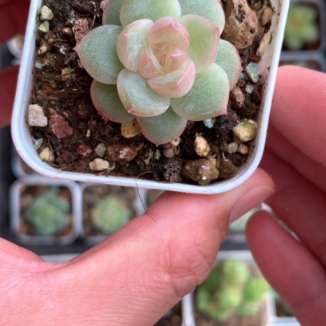 粉透心。     29号