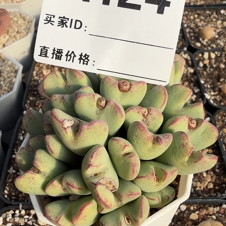 124。多肉植物的生长发育