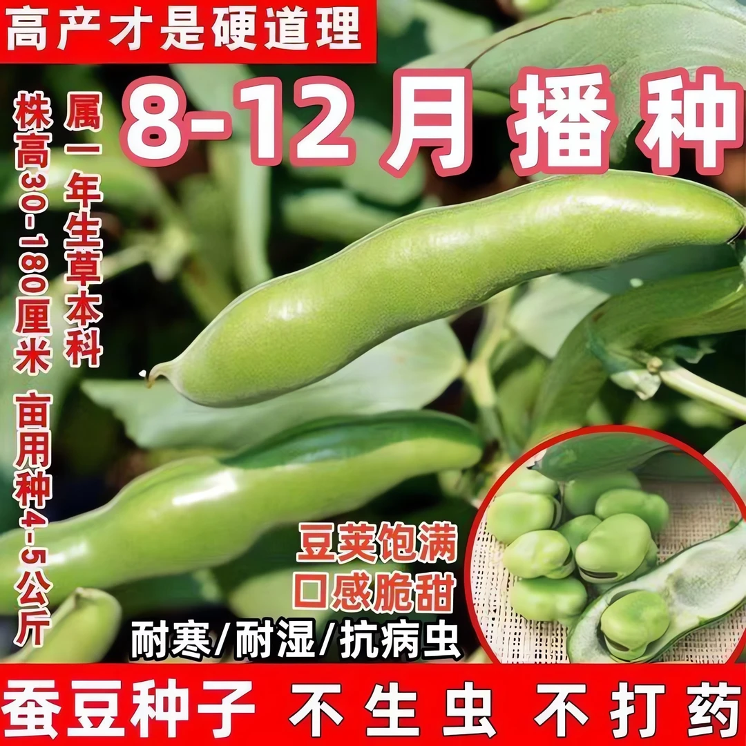 特大糯米蚕豆种子高产北斗七星罗汉豆早熟耐寒胡豆籽春秋冬季播种