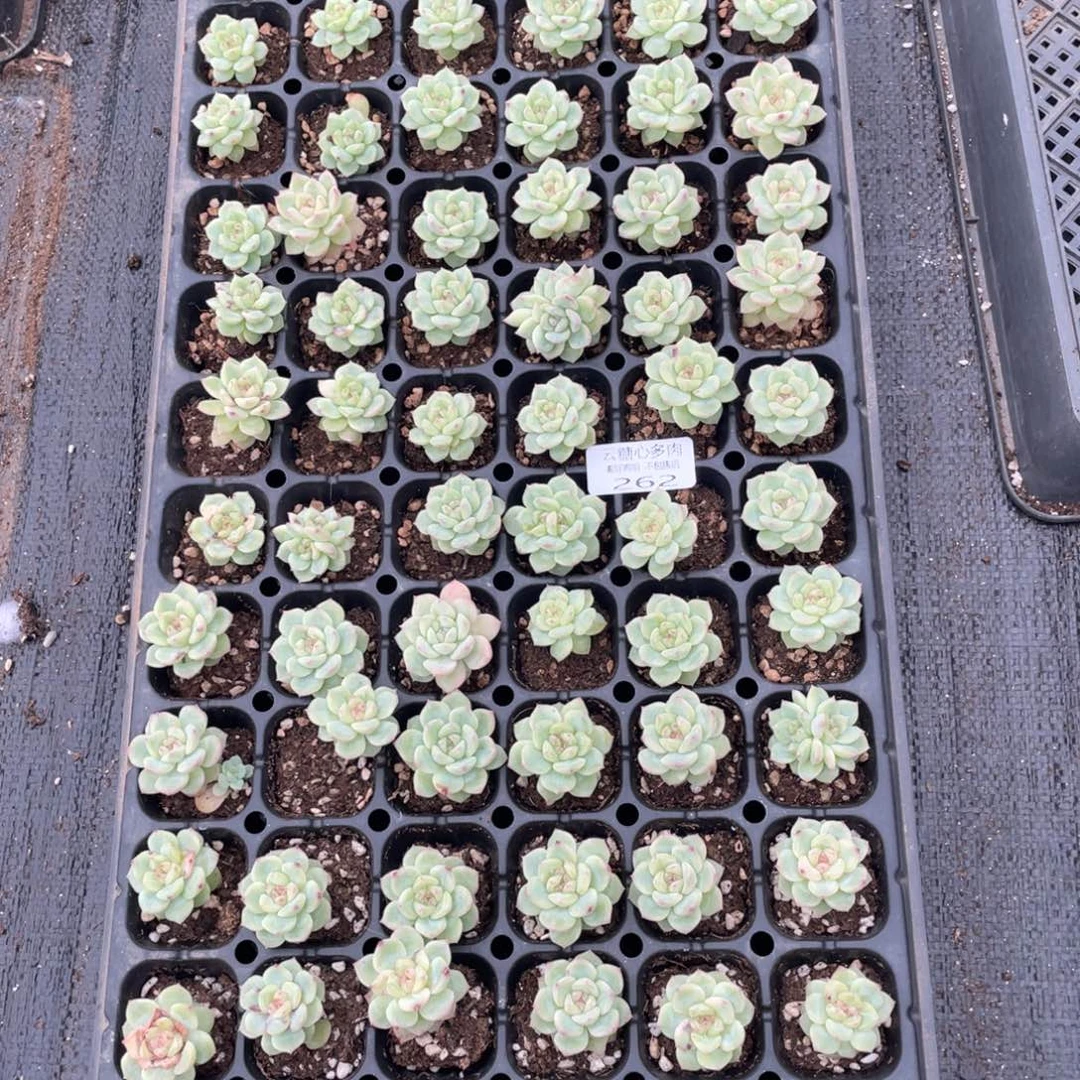云糖心多肉植物262