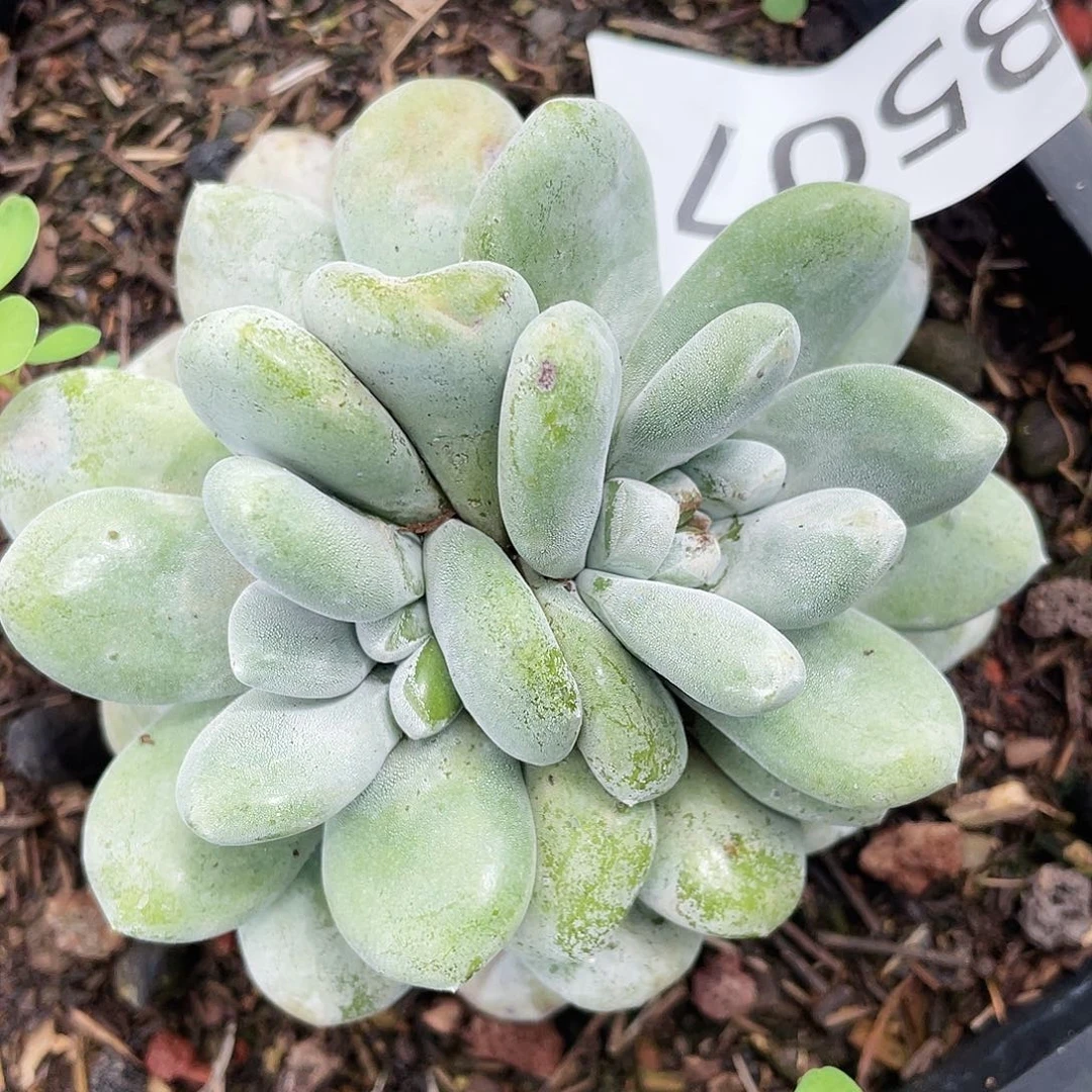 花朵红拇指双头8507