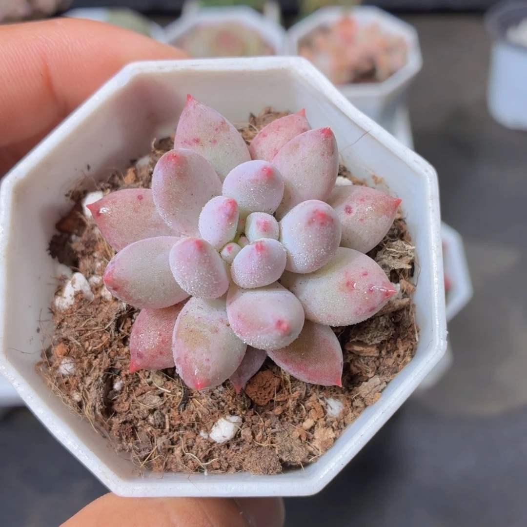 所罗门多肉9.9包邮发货