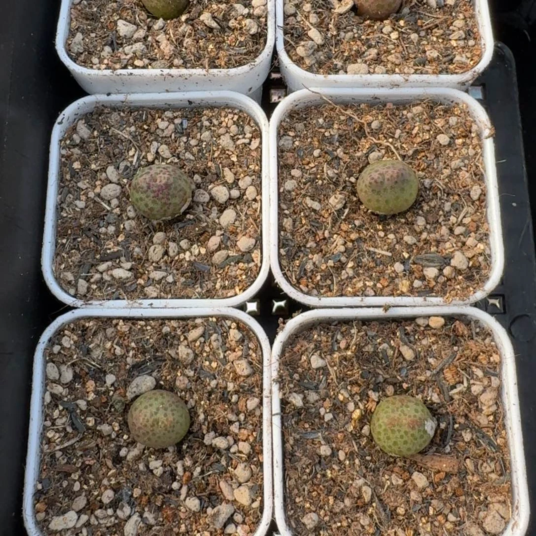 955D斑马福利一颗