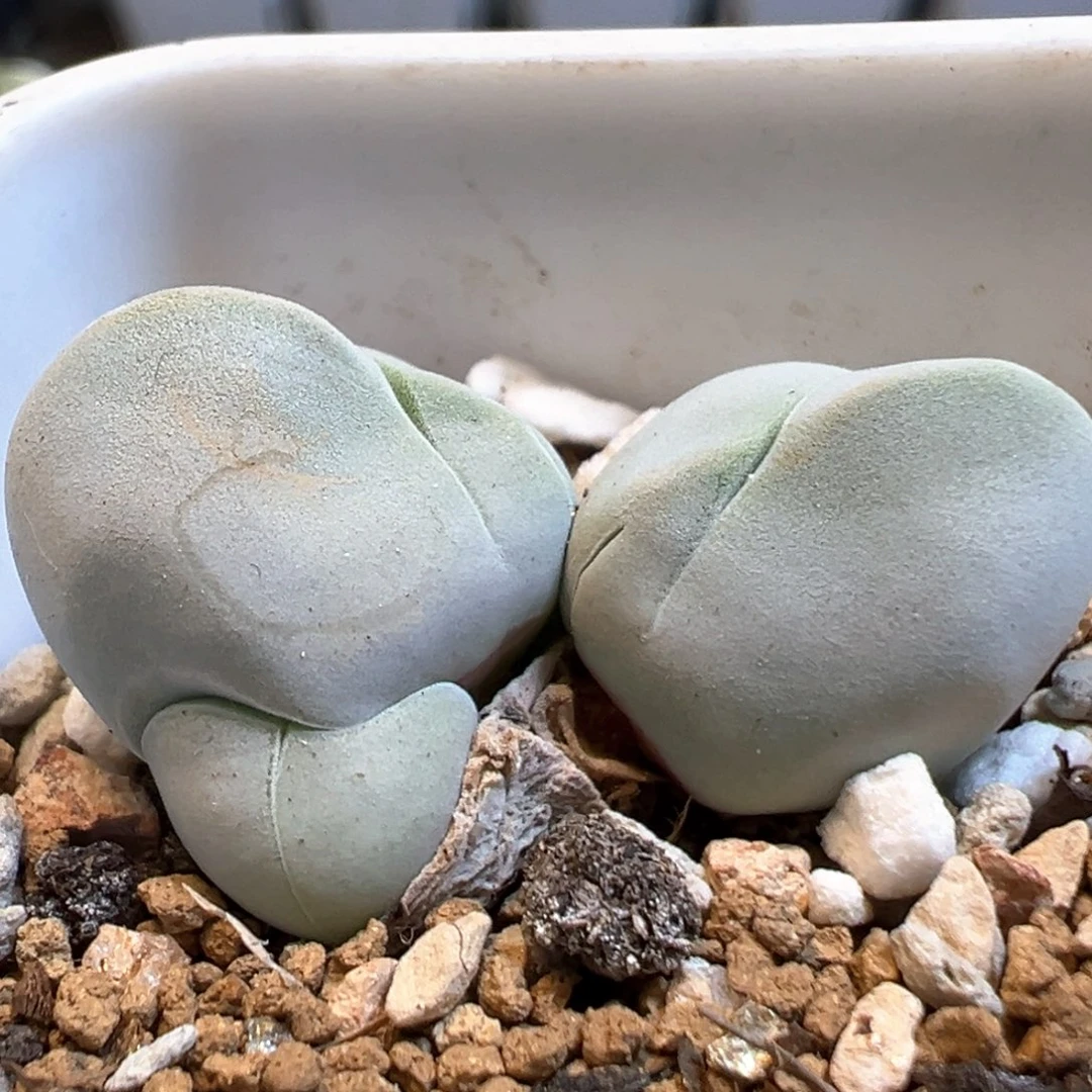 71多肉植物百科白魔