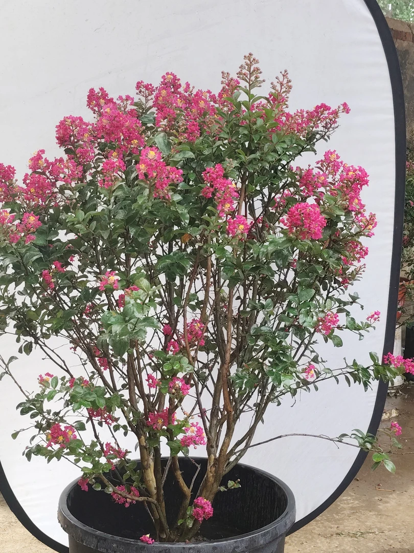 百丽紫薇棒棒糖造型庭院阳台花园植物长花期