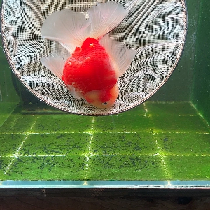 金鱼百褶泰狮压成20