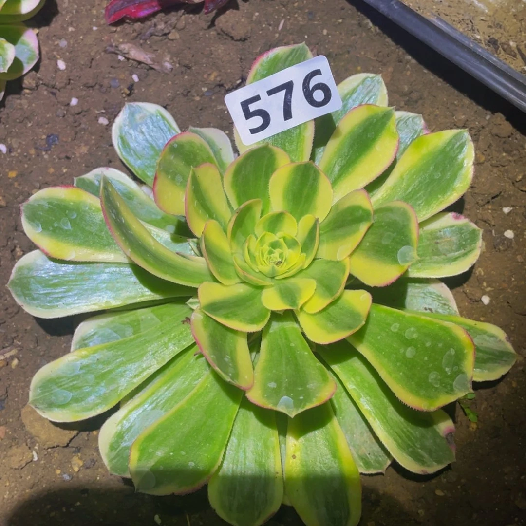 白雪公主多肉植物576