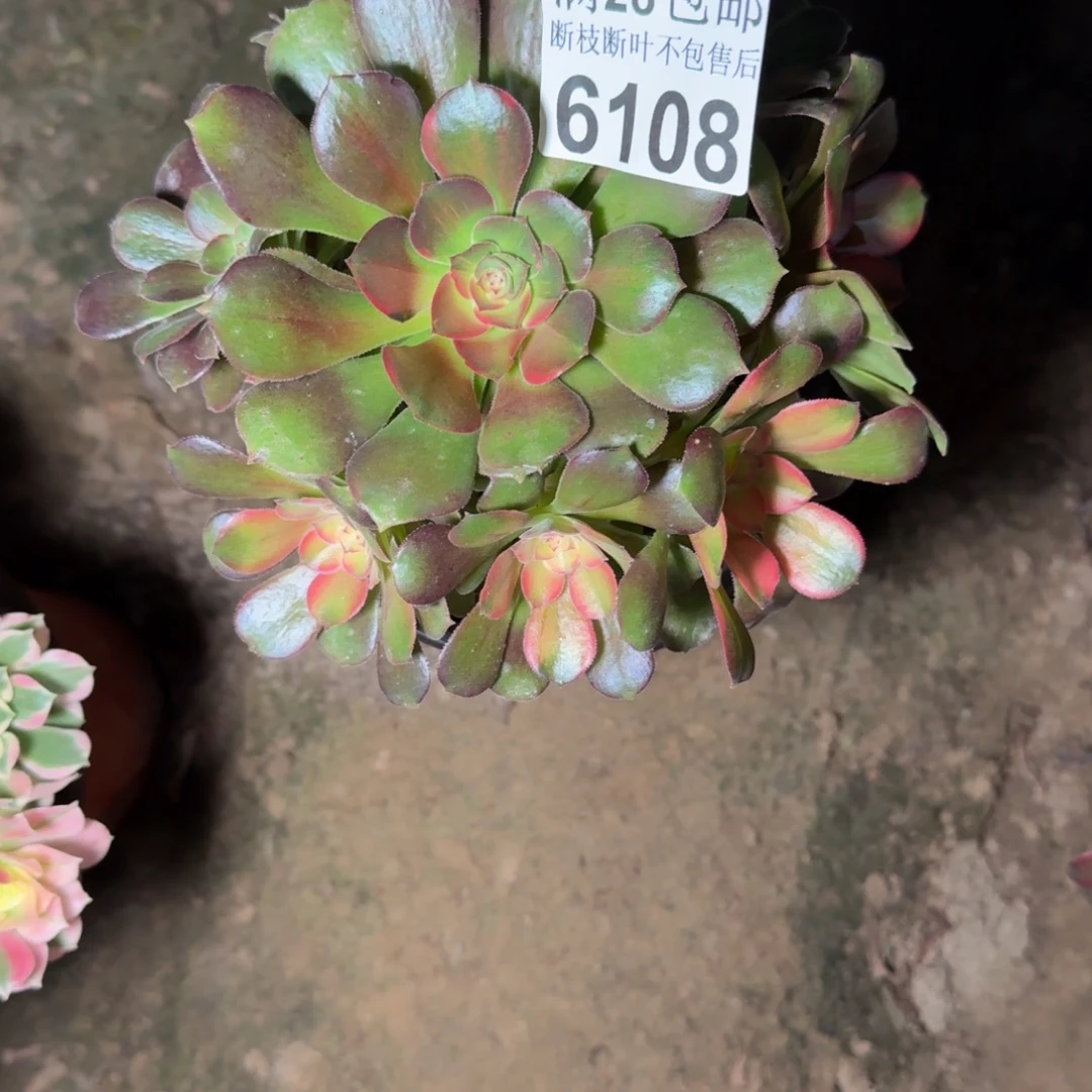 6108流星雨多肉植物