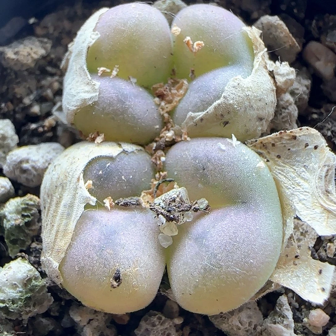 2^_^哈哈哈哈哈哈哈44727