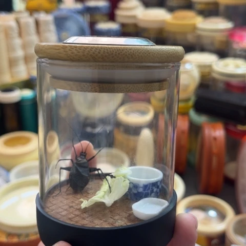 蟋蟀啊哈哈哈哈大丫